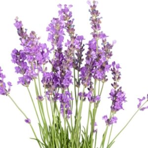 Extrato Glicerinado de Alfazema