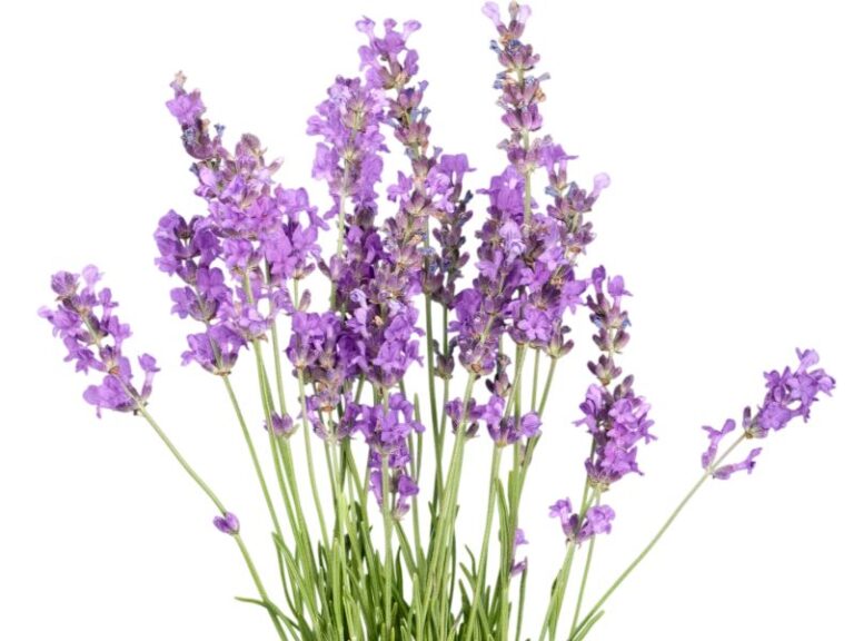 Extrato Glicerinado de Alfazema