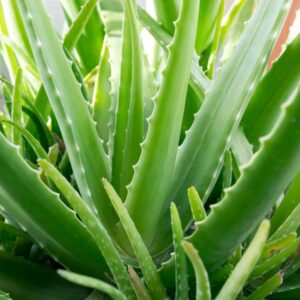 Extrato Glicerinado de Aloe Vera