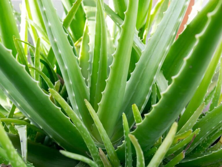 Extrato Glicerinado de Aloe Vera
