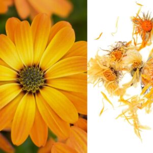 Extrato Aquoso de Calêndula