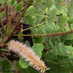 Extrato Glicólico de Barbatimão