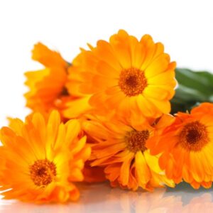 Extrato Glicerinado de Calêndula