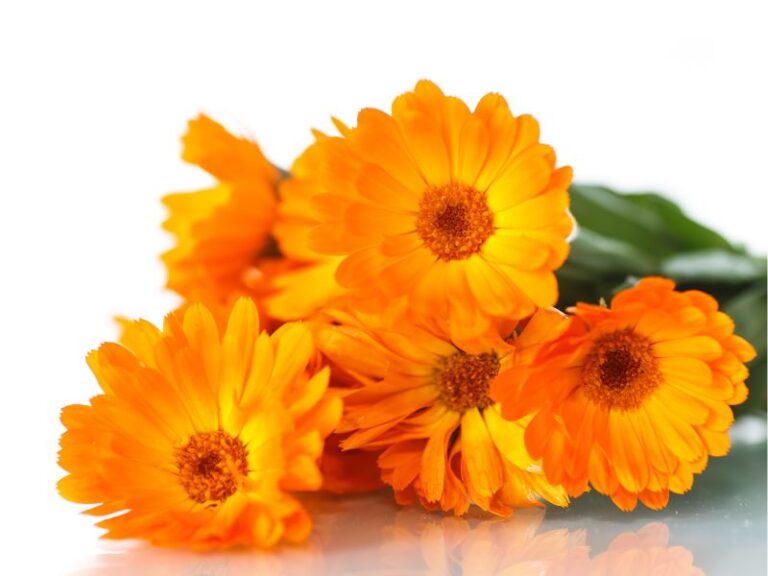 CALENDULA