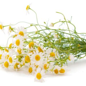 Extrato Glicerinado de Camomila