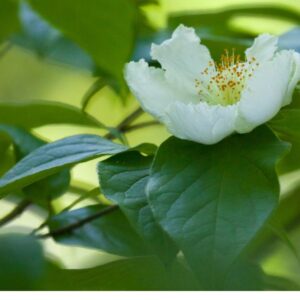 Extrato Glicerinado de Chá Verde