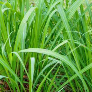 Óleo Essencial de Citronela