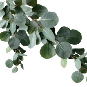 O Óleo Essencial de Eucalipto Globulus, fornecido pela Distriol, é obtido por destilação das folhas do Eucalyptus globulus, uma das espécies mais utilizadas na indústria por sua volatilidade equilibrada, aroma marcante e ampla compatibilidade com diversas formulações. Com notas herbáceas e frescas, esse óleo essencial é reconhecido por seu excelente desempenho em cosméticos, higiene, limpeza natural, produtos técnicos, agro e pet care, sendo ideal para marcas que buscam aromas naturais, ingredientes versáteis e funcionalidade confiável em bases sólidas ou líquidas.