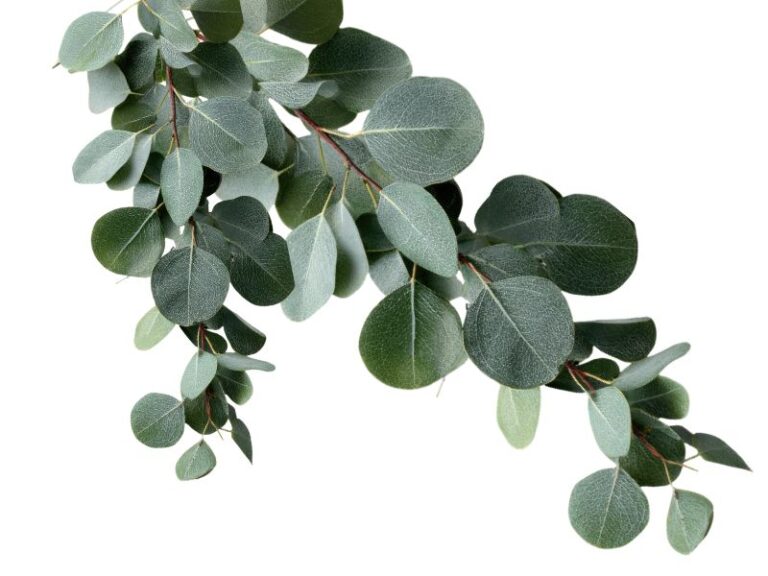 O Óleo Essencial de Eucalipto Globulus, fornecido pela Distriol, é obtido por destilação das folhas do Eucalyptus globulus, uma das espécies mais utilizadas na indústria por sua volatilidade equilibrada, aroma marcante e ampla compatibilidade com diversas formulações. Com notas herbáceas e frescas, esse óleo essencial é reconhecido por seu excelente desempenho em cosméticos, higiene, limpeza natural, produtos técnicos, agro e pet care, sendo ideal para marcas que buscam aromas naturais, ingredientes versáteis e funcionalidade confiável em bases sólidas ou líquidas.