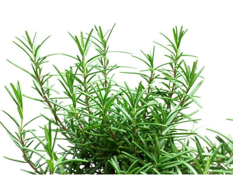 O Extrato Glicerinado de Alecrim da Distriol é obtido por processo de maceração da planta em glicerina vegetal bidestilada, resultando em um ingrediente de origem vegetal, compatível com formulações aquosas, vegano e alinhado aos conceitos clean label. O alecrim (Rosmarinus officinalis) é uma planta amplamente descrita na literatura botânica, reconhecida por seu perfil aromático característico e presença constante em formulações de base vegetal. O extrato glicerinado preserva as características sensoriais naturais da matéria-prima, como coloração e odor típicos, mantendo a identidade botânica do ingrediente.