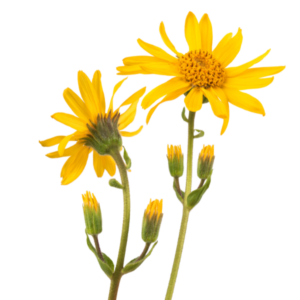 O Extrato Glicerinado de Arnica da Distriol é obtido por processo de maceração da planta em glicerina vegetal bidestilada, resultando em um ingrediente de origem vegetal, compatível com formulações aquosas, vegano e alinhado a conceitos clean label. A Arnica (Arnica montana) é uma planta amplamente reconhecida na literatura botânica e tradicionalmente utilizada em formulações de base vegetal. O extrato glicerinado preserva características sensoriais naturais da matéria-prima, como coloração e odor característicos, mantendo a identidade botânica do ingrediente.