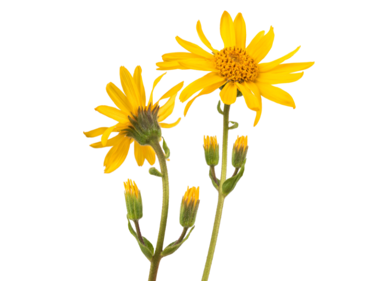 O Extrato Glicerinado de Arnica da Distriol é obtido por processo de maceração da planta em glicerina vegetal bidestilada, resultando em um ingrediente de origem vegetal, compatível com formulações aquosas, vegano e alinhado a conceitos clean label. A Arnica (Arnica montana) é uma planta amplamente reconhecida na literatura botânica e tradicionalmente utilizada em formulações de base vegetal. O extrato glicerinado preserva características sensoriais naturais da matéria-prima, como coloração e odor característicos, mantendo a identidade botânica do ingrediente.