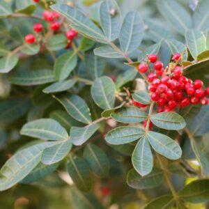 O Extrato Glicerinado de Aroeira da Distriol é obtido por processo de maceração da planta em glicerina vegetal bidestilada, resultando em um ingrediente de origem vegetal, compatível com formulações aquosas, vegano e alinhado aos conceitos clean label. A aroeira (Schinus terebinthifolia) é uma planta nativa amplamente descrita na literatura botânica brasileira, reconhecida por sua robustez e presença marcante em formulações de base vegetal. O extrato glicerinado preserva as características naturais da matéria-prima, como coloração e odor típicos, mantendo a identidade botânica do ingrediente.
