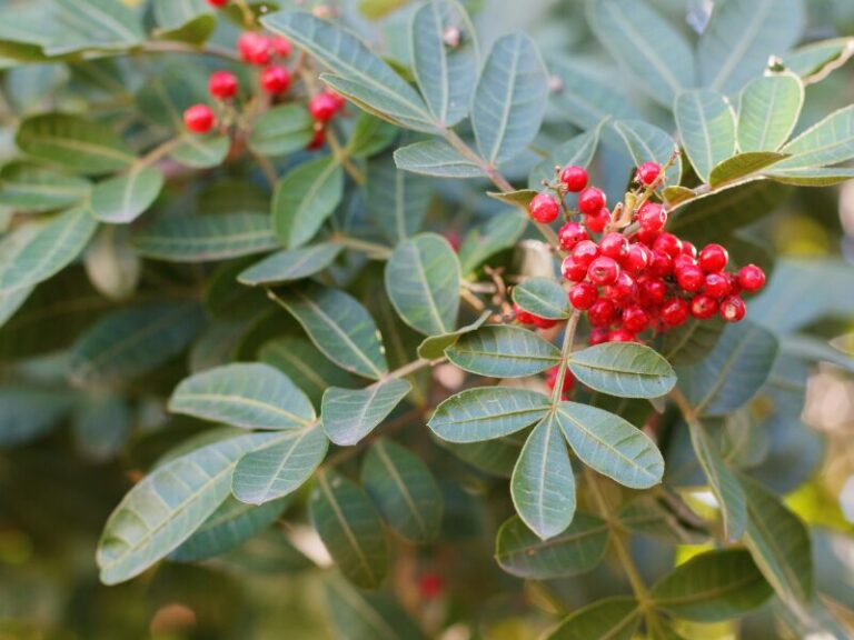 O Extrato Glicerinado de Aroeira da Distriol é obtido por processo de maceração da planta em glicerina vegetal bidestilada, resultando em um ingrediente de origem vegetal, compatível com formulações aquosas, vegano e alinhado aos conceitos clean label. A aroeira (Schinus terebinthifolia) é uma planta nativa amplamente descrita na literatura botânica brasileira, reconhecida por sua robustez e presença marcante em formulações de base vegetal. O extrato glicerinado preserva as características naturais da matéria-prima, como coloração e odor típicos, mantendo a identidade botânica do ingrediente.