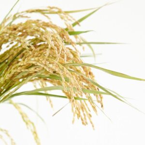 A simplicidade da natureza convertida em performance técnica Obtido por maceração da planta em glicerina vegetal bidestilada, o Extrato Glicerinado de Arroz Distriol é desenvolvido para indústrias que buscam ingredientes de origem vegetal, compatíveis com formulações aquosas, clean label e veganas. Com coloração e odor característicos da matéria-prima, este extrato preserva a identidade do arroz e entrega versatilidade técnica, permitindo sua integração em diferentes conceitos de formulação com padronização, estabilidade e confiabilidade.