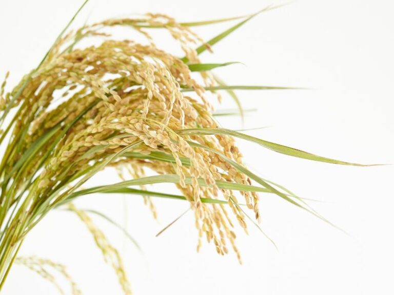 A simplicidade da natureza convertida em performance técnica Obtido por maceração da planta em glicerina vegetal bidestilada, o Extrato Glicerinado de Arroz Distriol é desenvolvido para indústrias que buscam ingredientes de origem vegetal, compatíveis com formulações aquosas, clean label e veganas. Com coloração e odor característicos da matéria-prima, este extrato preserva a identidade do arroz e entrega versatilidade técnica, permitindo sua integração em diferentes conceitos de formulação com padronização, estabilidade e confiabilidade.