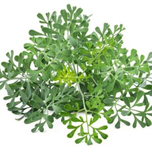 O Extrato Glicerinado de Arruda da Distriol é obtido por processo de maceração da planta em glicerina vegetal bidestilada, resultando em um ingrediente de origem vegetal, compatível com formulações aquosas, vegano e alinhado a conceitos clean label. A arruda (Ruta graveolens) é uma planta amplamente reconhecida na literatura botânica, com histórico de uso em diferentes preparações de base vegetal. O extrato glicerinado preserva as características sensoriais naturais da matéria-prima, como coloração e odor característicos, mantendo a identidade botânica do ingrediente.