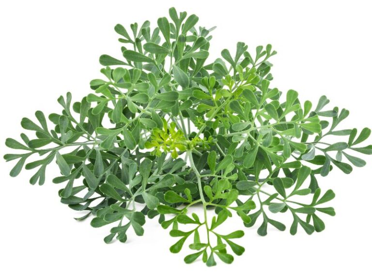 O Extrato Glicerinado de Arruda da Distriol é obtido por processo de maceração da planta em glicerina vegetal bidestilada, resultando em um ingrediente de origem vegetal, compatível com formulações aquosas, vegano e alinhado a conceitos clean label. A arruda (Ruta graveolens) é uma planta amplamente reconhecida na literatura botânica, com histórico de uso em diferentes preparações de base vegetal. O extrato glicerinado preserva as características sensoriais naturais da matéria-prima, como coloração e odor característicos, mantendo a identidade botânica do ingrediente.