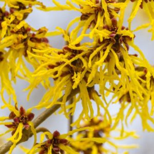 Extrato Glicerinado de Hamamelis