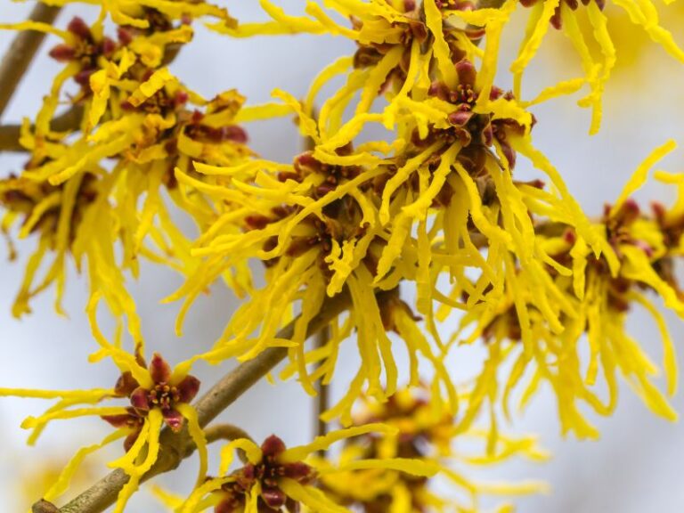 Extrato Glicerinado de Hamamelis