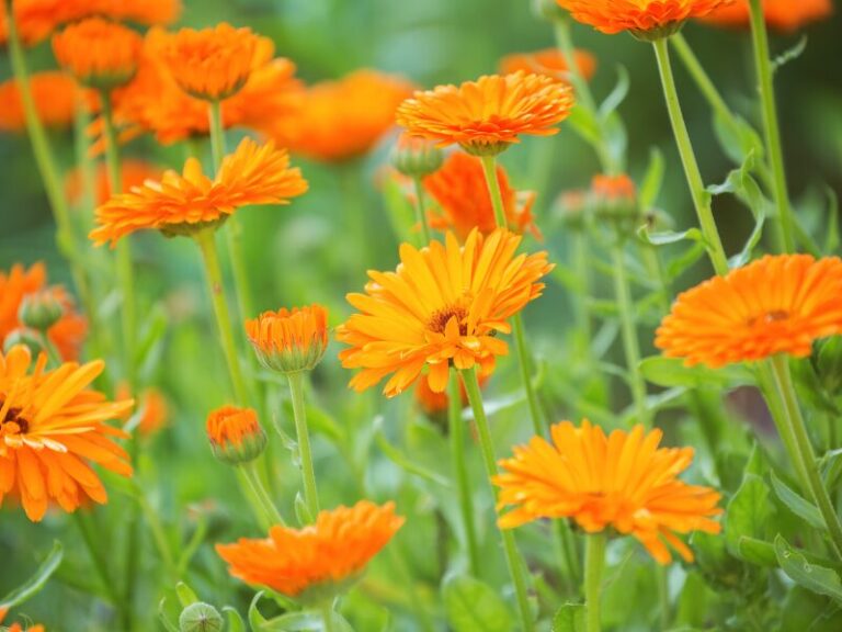 O Extrato Glicólico de Calêndula é um ingrediente vegetal amplamente utilizado pela indústria devido à sua versatilidade, compatibilidade cosmética e excelente aplicação em diferentes tipos de formulações. Obtido a partir da extração das flores de calêndula, é uma solução funcional que agrega valor técnico e apelo natural a produtos voltados ao cuidado pessoal, cosmético e desenvolvimento industrial.
