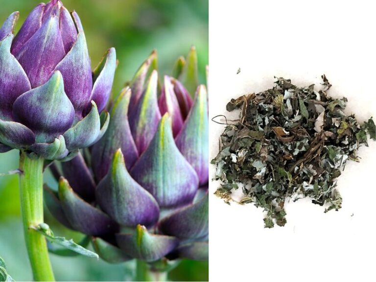 Extrato Aquoso de Alcachofra