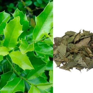 Extrato Aquoso de Espinheira Santa