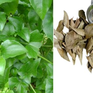 Diferenciais que fazem a diferença: Extração limpa com água deionizada, sem aditivos químicos Ingrediente 100% vegetal, puro e vegano Alta estabilidade e padronização industrial Produção rastreável e sustentável Ideal para formulações clean label e produtos com apelo natural 🌱 Versatilidade industrial com valor agregado: Fitoterápico e nutracêutico: ideal para suplementos líquidos, cápsulas e formulações funcionais com base vegetal. Cosmético: aplicável em loções, sabonetes, cremes e produtos corporais com apelo natural. Alimentício: compatível com produtos clean label e bebidas naturais. Agroindustrial: indicado para misturas técnicas e soluções de base vegetal.