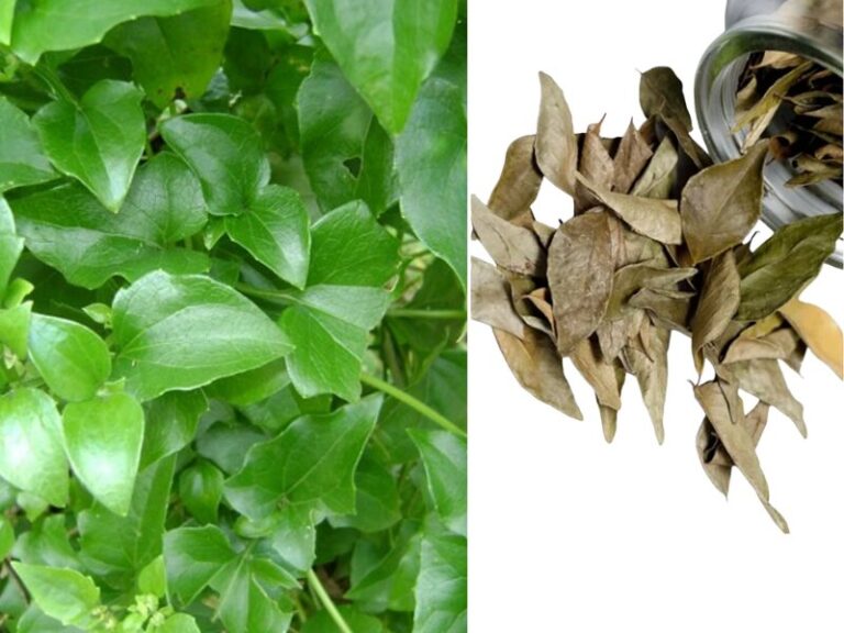 Diferenciais que fazem a diferença: Extração limpa com água deionizada, sem aditivos químicos Ingrediente 100% vegetal, puro e vegano Alta estabilidade e padronização industrial Produção rastreável e sustentável Ideal para formulações clean label e produtos com apelo natural 🌱 Versatilidade industrial com valor agregado: Fitoterápico e nutracêutico: ideal para suplementos líquidos, cápsulas e formulações funcionais com base vegetal. Cosmético: aplicável em loções, sabonetes, cremes e produtos corporais com apelo natural. Alimentício: compatível com produtos clean label e bebidas naturais. Agroindustrial: indicado para misturas técnicas e soluções de base vegetal.