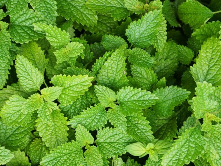 O Extrato Glicólico de Melissa é um ingrediente vegetal amplamente utilizado pela indústria cosmética devido à sua versatilidade, perfil botânico e excelente compatibilidade em diferentes tipos de formulações. Obtido a partir da extração da melissa, também conhecida como erva-cidreira, este extrato agrega valor natural e sofisticação técnica a produtos desenvolvidos para cuidados pessoais, bem-estar e linhas cosméticas com apelo vegetal.