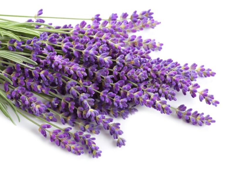 O Óleo de Alfazema Distriol traduz a essência do bem-estar e da calma natural. Extraído das flores de Lavandula officinalis, é um ingrediente 100% vegetal e vegano, reconhecido por seu aroma suave e propriedades calmantes, purificantes e revitalizantes. Sua composição equilibrada garante estabilidade, compatibilidade e padronização industrial, tornando-se a escolha perfeita para marcas que valorizam naturalidade, sensorial sofisticado e performance técnica em suas formulações.