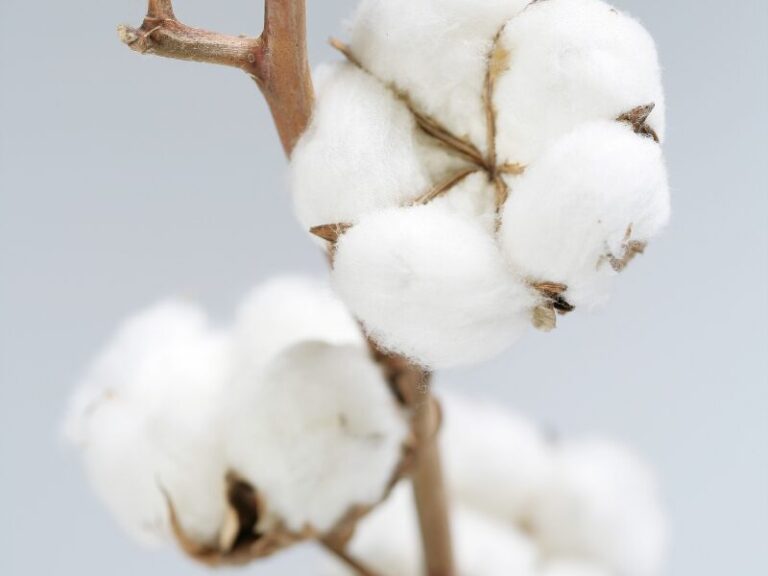 Óleo de Algodão Distriol