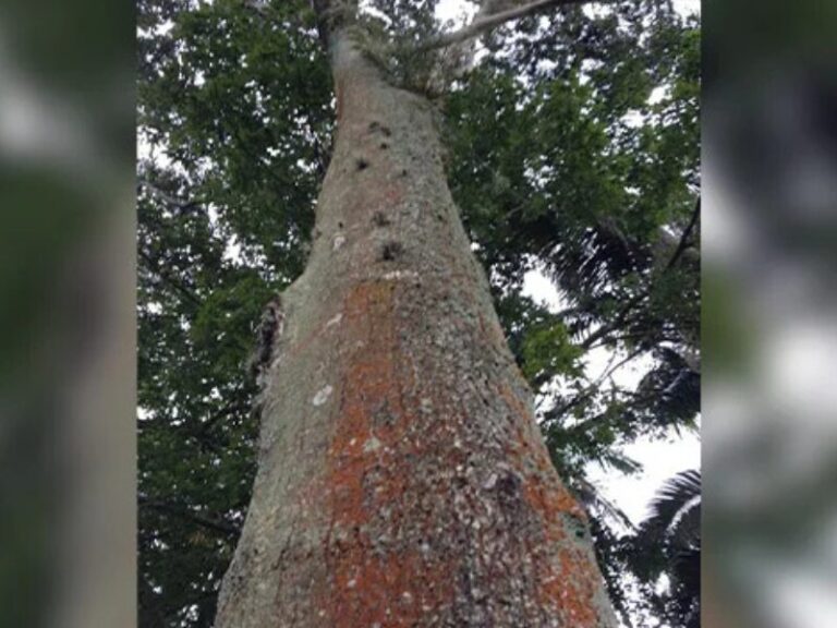IMAGENS PARA SITE