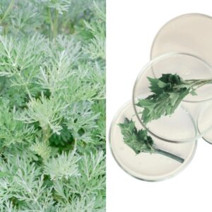 Extrato Aquoso de Artemísia