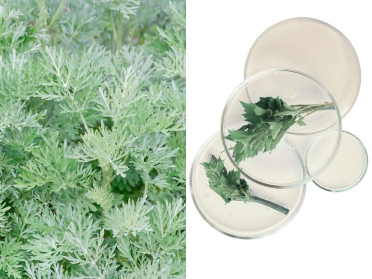 IMAGENS PARA SITE (47)