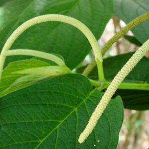 Extrato Glicólico de Jaborandi