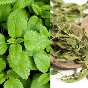 Extrato Aquoso de Melissa