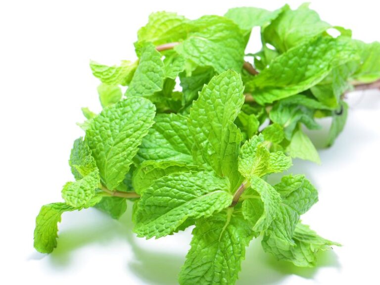 Óleo Esssencial de Menta Arvensis