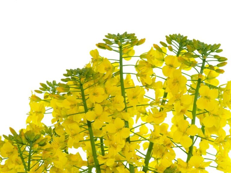 Óleo de Canola