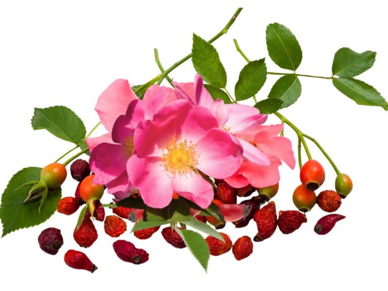 Óleo de Rosa Mosqueta