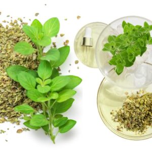 Extrato aquoso de Orégano