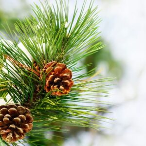 Óleo Essencial de Pinho