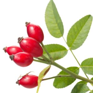 Obtido por maceração da planta em glicerina vegetal bidestilada, o Extrato Glicerinado de Rosa Mosqueta Distriol é compatível com formulações aquosas, atendendo aos conceitos clean label, naturais e veganos. Apresenta coloração e odor característicos da matéria-prima, preservando a identidade vegetal do ativo. É amplamente utilizado por indústrias que buscam ingredientes de origem natural com alto potencial técnico e ampla versatilidade de uso.