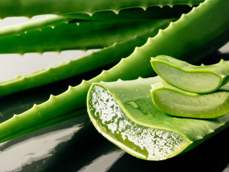 Com excelente aceitação em cosméticos, higiene pessoal, cuidados capilares, produtos pet e até em aplicações técnicas, o extrato de aloe vera destaca-se por sua ação sensorial leve, toque suave e perfil vegetal limpo — ideal para marcas que buscam desenvolver produtos com diferenciação, eficiência e ingredientes reconhecidos.