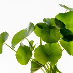 Extrato Glicerinado de Centella Asiática