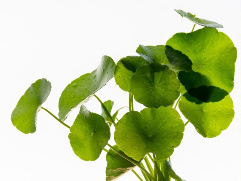 Extrato Glicerinado de Centella Asiática