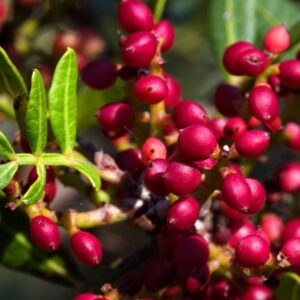 Formulado em base glicólica, o extrato apresenta excelente estabilidade, solubilidade e compatibilidade com sistemas aquosos, sendo ideal para indústrias que buscam ingredientes naturais e eficientes, capazes de agregar valor técnico e sensorial às formulações — tanto em produtos líquidos quanto em bases sólidas.