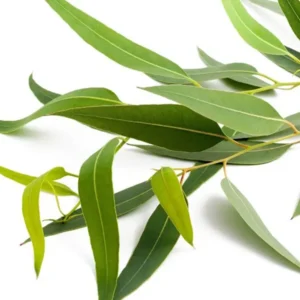 Óleo Essencial de Eucalipto Citriodora