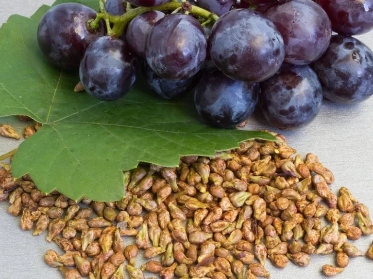 Óleo de semente de uva